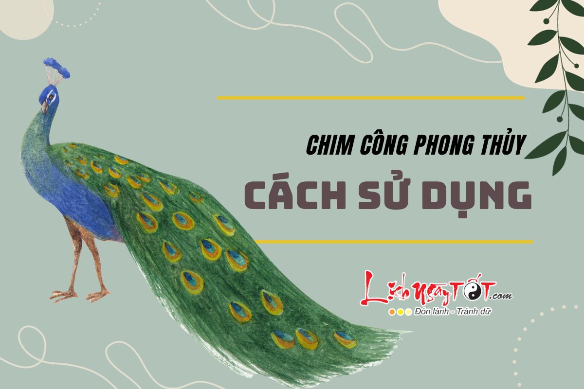 Cach su dung chim cong phong thuy