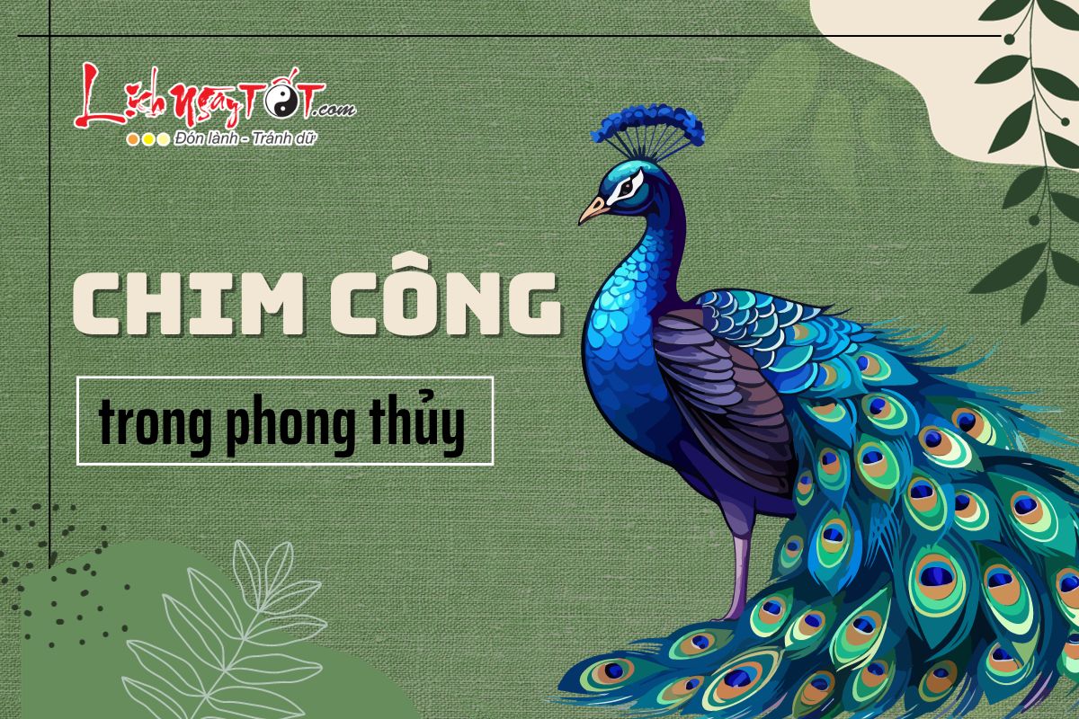 Chim cong trong phong thuy