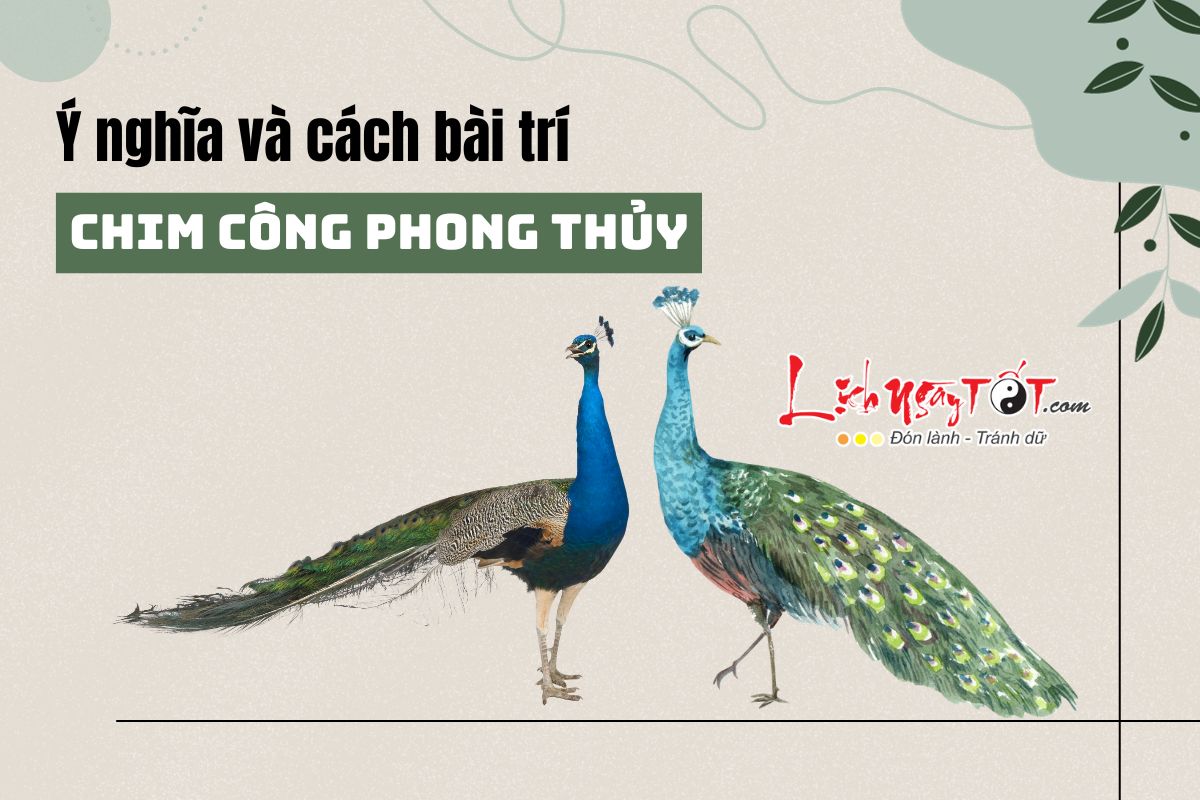 Y nghia cua chim cong trong phong thuy