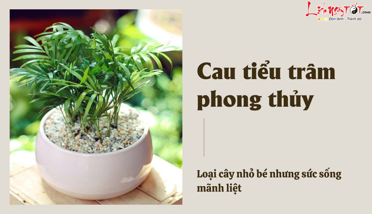 Cau tiểu trâm phong thủy: Có tác dụng gì mà dân văn phòng ai ai cũng yêu thích