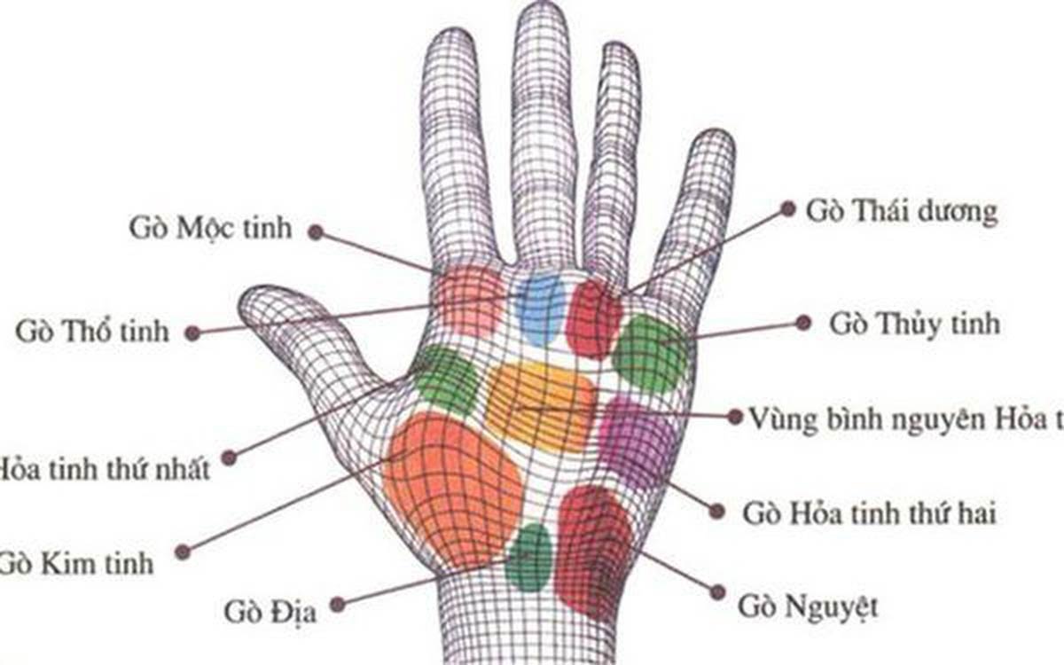 Các gò trên bàn tay là gì? Xem tướng gò bàn tay, biết ngay vận mệnh sang hèn của mỗi người