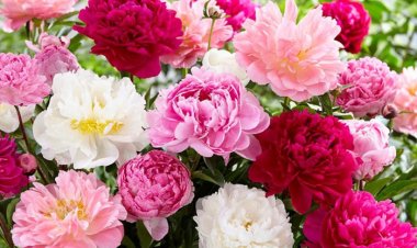 Hoa Mẫu Đơn trong phong thủy: Sự kết hợp hoàn hảo giữa nghệ thuật và tâm linh.