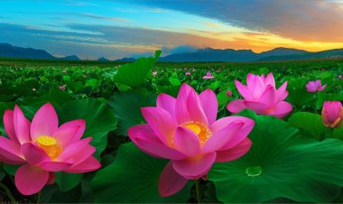 Hoa Sen và ý nghĩa của hoa Sen trong phong thủy, phật giáo