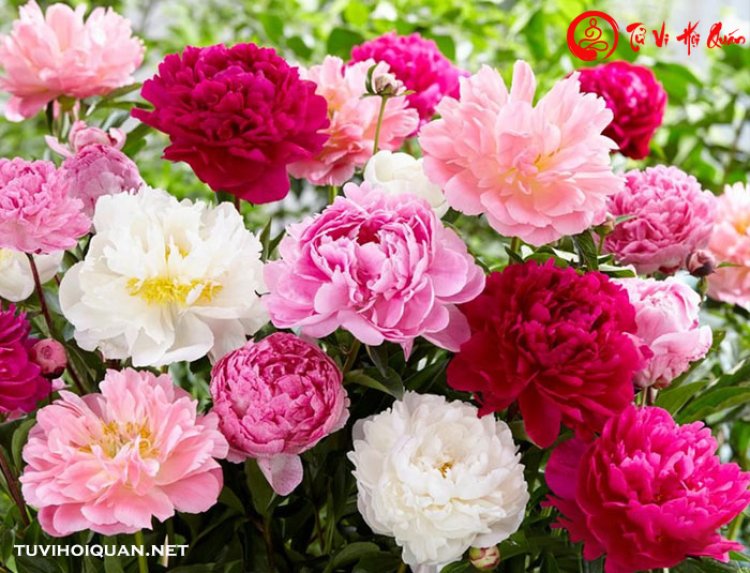 Hoa Mẫu Đơn trong phong thủy: Sự kết hợp hoàn hảo giữa nghệ thuật và tâm linh.