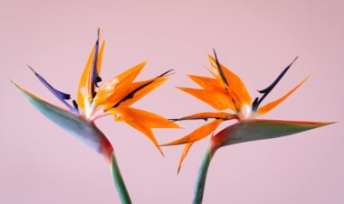 Hoa Thiên Điểu (chim thiên đường) - Biểu tượng của Sự Tự Do và Cơ Hội