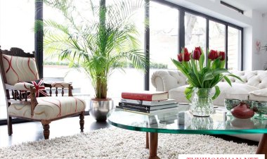 Đặt cây xanh trong nhà: Một ý tưởng tốt, nhưng bạn đã thực sự áp dụng chưa?