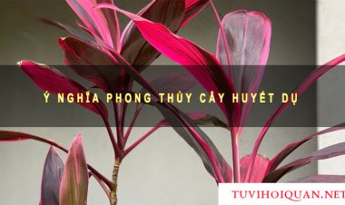 Ý Nghĩa Cây Huyết Dụ Trong Phong Thuỷ Chính Xác Nhất Mới Được Cập Nhật
