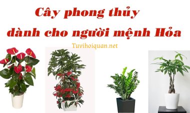Bật Mí Các Loại Cây Phù Hợp Với Mệnh Hỏa giúp Hút Tài Lộc chi tiết nhất vừa được cập nhật