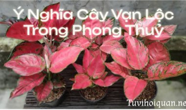 Khám Phá Ý Nghĩa Cây Vạn Lộc Trong Phong Thuỷ Chính Xác Nhất mới được cập nhật