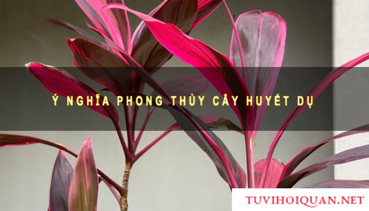 Ý Nghĩa Cây Huyết Dụ Trong Phong Thuỷ Chính Xác Nhất Mới Được Cập Nhật
