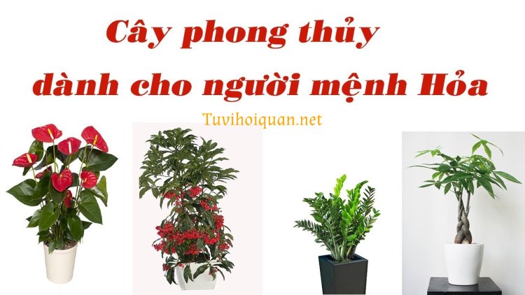 Bật Mí Các Loại Cây Phù Hợp Với Mệnh Hỏa giúp Hút Tài Lộc chi tiết nhất vừa được cập nhật