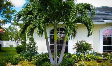 Các Loại Cây Nên Trồng Trước Nhà Thu Hút Tài Lộc