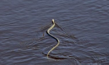 Nằm Mơ Thấy Rắn Bơi Trong Nước Có Ý Nghĩa Như Thế Nào