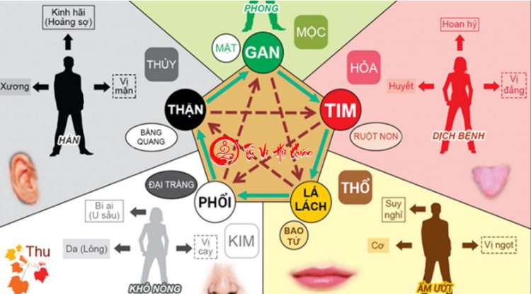 Khám Phá Ngũ Hành Ngũ Tạng Trong Đông Y Giúp Chăm Sóc Sức Khỏe Chi Tiết Nhất