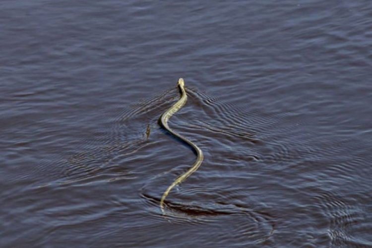 Nằm Mơ Thấy Rắn Bơi Trong Nước Có Ý Nghĩa Như Thế Nào