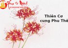 Thiên Cơ nhập cung Phu Thê