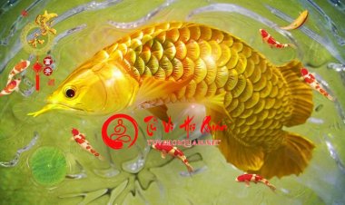 Nằm Mơ Thấy Cá - Giải Mã Ý Nghĩa Chi Tiết