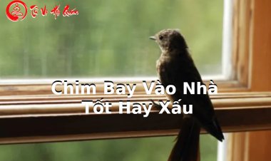Chim Bay Vào Nhà Là Điềm Báo Gì? Cách Hóa Giải Chuẩn Xác , Chi Tiết Nhất