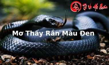 Ý Nghĩa Giấc Mơ Thấy Rắn Màu Đen Là Điềm Báo Gì Chuẩn Xác Nhất