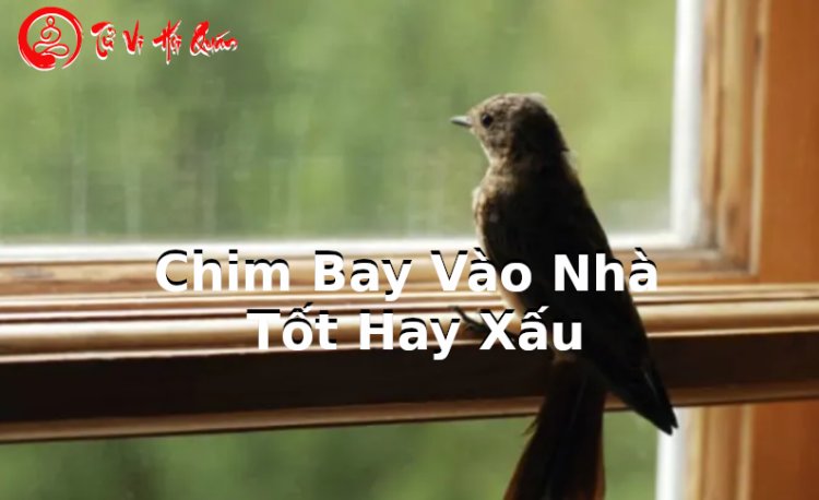 Chim Bay Vào Nhà Là Điềm Báo Gì? Cách Hóa Giải Chuẩn Xác , Chi Tiết Nhất