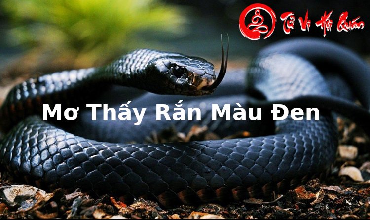 Ý Nghĩa Giấc Mơ Thấy Rắn Màu Đen Là Điềm Báo Gì Chuẩn Xác Nhất