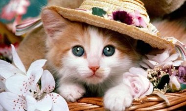 Giải mã vận mệnh người tuổi Đinh Mão theo Lục Thập Hoa Giáp