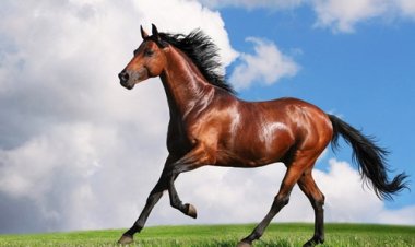 Giải mã vận mệnh người tuổi Canh Ngọ theo Lục Thập Hoa Giáp