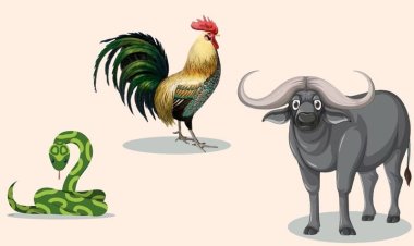 Tam hợp Tị Dậu Sửu - Bộ ba tri thức, khẳng định quyền uy