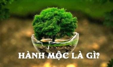 Hành Mộc là gì? Những điều cần biết về hành Mộc