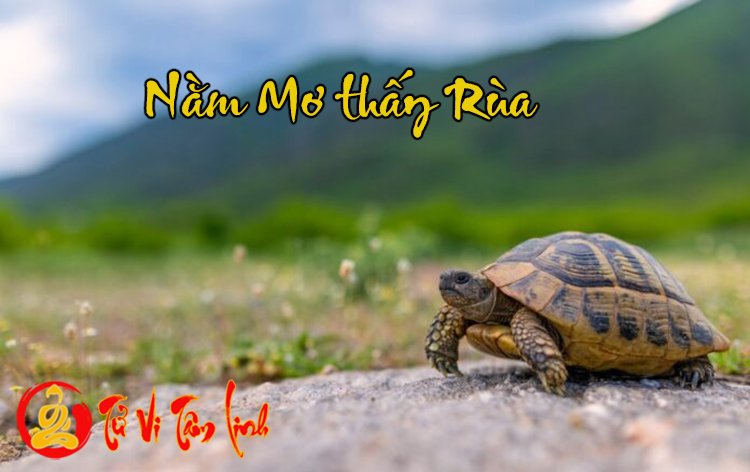 Nằm Mơ Thấy Rùa - Giải Mã Ý Nghĩa Chi Tiết Nhất