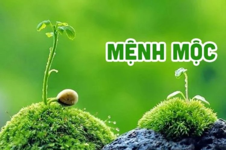 Mệnh Mộc là gì? Những điều cần biết về người mệnh Mộc