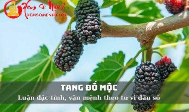 Mệnh Tang Đố Mộc: Tính cách, vận mệnh cuộc đời và hơn thế nữa