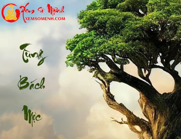 Mệnh Tùng Bách Mộc: Kiên cường ngay thẳng thì có giúp cuộc sống đủ đầy?