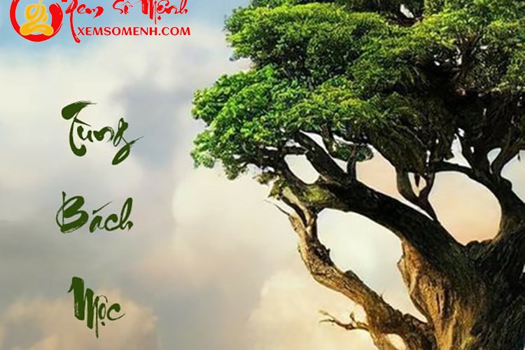 Mệnh Tùng Bách Mộc: Kiên cường ngay thẳng thì có giúp cuộc sống đủ đầy?