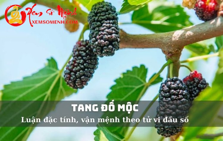 Mệnh Tang Đố Mộc: Tính cách, vận mệnh cuộc đời và hơn thế nữa