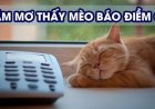 Giấc mơ về mèo báo hiệu điềm lành hay dữ - Giải mã ý nghĩa chi tiết