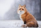 Dreaming About Foxes - Decoding The Most Detailed Meaning