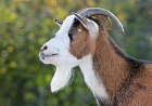 Dreaming About Goat - Decoding The Most Complete And Accurate Meaning