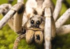 Dreaming About Spiders - Decoding The Most Detailed Meaning