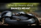 Decoding Dreams About Snakes - Spiritual Meaning and Most Detailed Good and Bad Omens