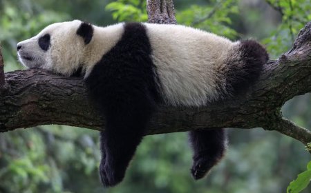 Nằm Mơ Thấy Gấu Trúc- Giải Mã Ý Nghĩa Chi Tiết Nhất