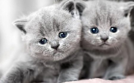 Dreams about cats signal good or bad omen - Detailed interpretation of meaning