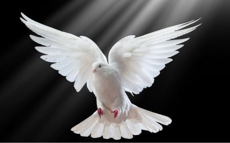 Dreaming About Doves - Decoding The Most Detailed Meaning