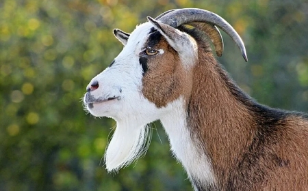 Dreaming About Goat - Decoding The Most Complete And Accurate Meaning
