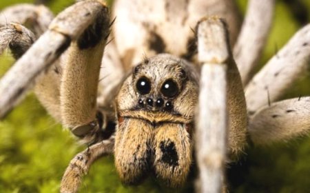 Dreaming About Spiders - Decoding The Most Detailed Meaning