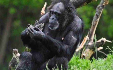 Nằm Mơ Thấy Khỉ Đột - Giải Mã Ý Nghĩa Chi Tiết Nhất