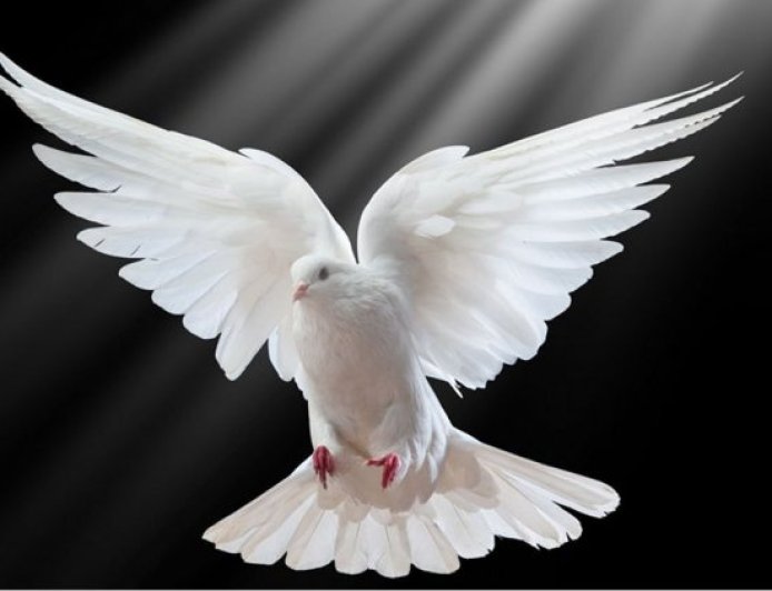 Dreaming About Doves - Decoding The Most Detailed Meaning