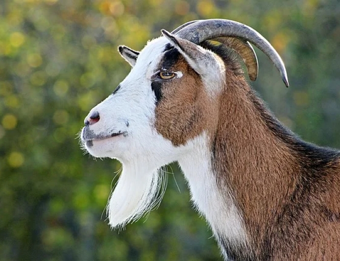 Dreaming About Goat - Decoding The Most Complete And Accurate Meaning