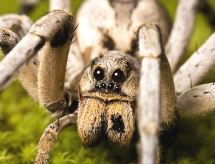 Dreaming About Spiders - Decoding The Most Detailed Meaning