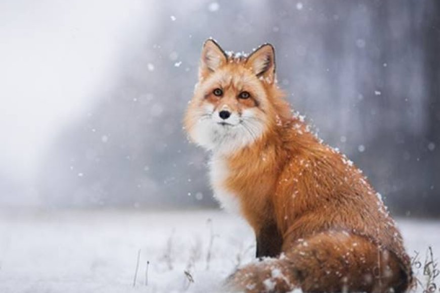 Dreaming About Foxes - Decoding The Most Detailed Meaning
